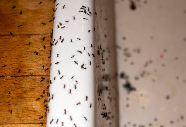 Best Termite Control Services  in Port Allen, LA
