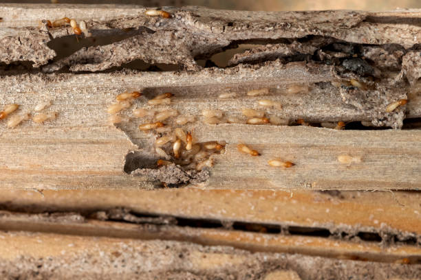 Best Affordable Pest Control Services  in Port Allen, LA